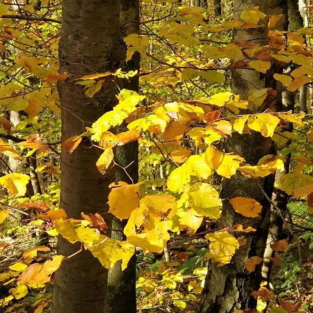 Haus Koelsch Apartment