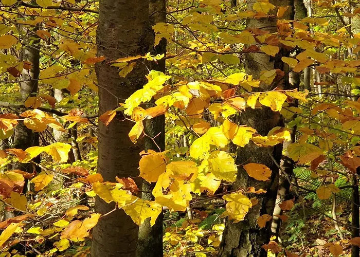 Haus Koelsch דירה